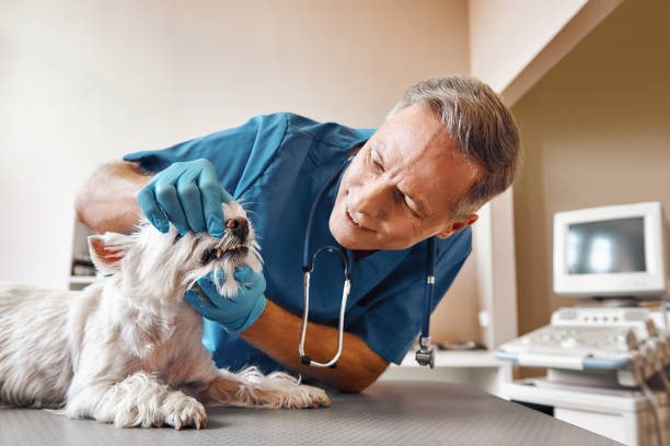 Best Weekend Emergency Dentist in Cloverleaf, TX